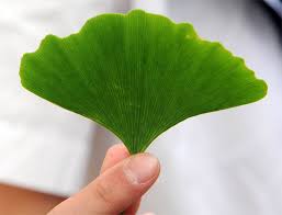 観察11 いろいろな植物の維管束 １年理科 生物 Takaの授業記録2012