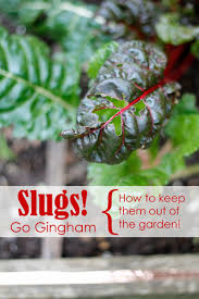 Maybe you would like to learn more about one of these? How To Keep Slugs Out Of Vegetable Gardens Go Gingham