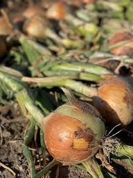 Image result for Onion Thrips