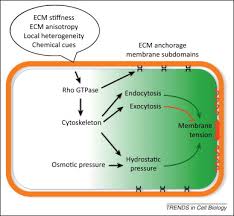 Check spelling or type a new query. The Mechanics Behind Cell Polarity Trends In Cell Biology