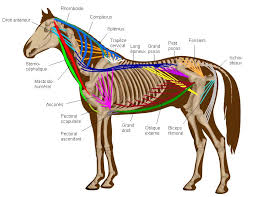 What Is Equine Flexion Therapy Equine Flexion Therapist