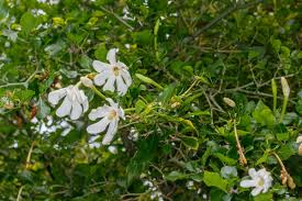Image result for Gardenia cornuta