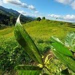 Image result for Artabotrys monteiroae