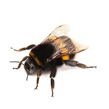 Stinging insects 101 how to identify the pest, the nest and the threat stinging insects such as various types of wasps, yellowjackets, hornets and bees, are common summertime pests and their stings can be more than just a painful nuisance. Pest Id Identify A Stinging Insect Steve S Pest Control Inc