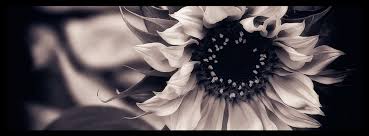 Black And White Floral Wallpaper Simple Black And White Sunflower Facebook Cover Photo Sunflower Black And White White Sunflowers Sunflower Photography