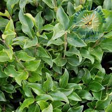 Image result for Ligustrum