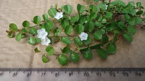 Image result for Evolvulus nummularius