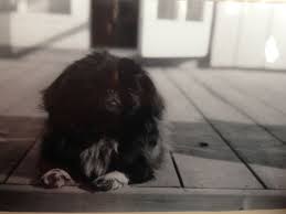 Black And White Pekingese Black And White Summer Pekingese Dogs