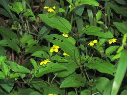 Image result for Lysimachia barbata