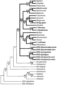 Image result for Alectra orobanchoides