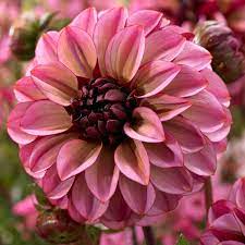 Dahlia Seniors Hope Decorative Small Flowered Ilovedahlia Nl Dahlia Flower Farm Dried Flower Bouquet