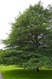 Image result for Quercus phellos