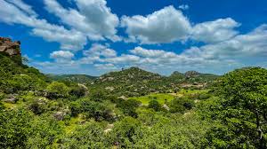 Image result for Sopubia ramosa