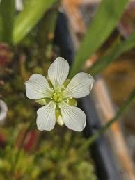 Image result for Droseraceae