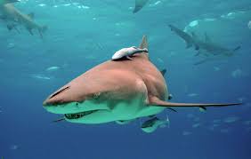 List Of Shark Species And Facts