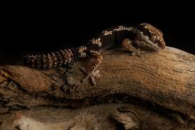 Image result for Polystachya greatrexii