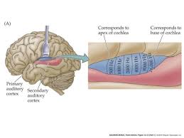 The visual cortex commonly known as cortex visualis in latin is part of the sensory cortex found in the occipital lobe (2). Your Brain Is Made Of Maps Brains Do Many Things But Each Neuron By Disability Science Review Medium