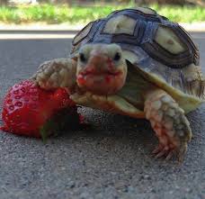 Psbattle This Turtle Eating A Strawberry Photoshopbattles