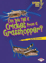 Cricket is an insect that belongs to the order orthoptera. Can You Tell A Cricket From A Grasshopper Lightning Bolt Books Animal Look Alikes Paperback Silverman Buffy 9780761385530 Amazon Com Books