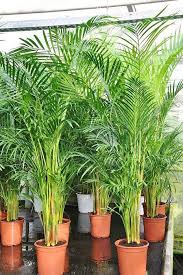 Goldfruchtpalme Areca Dypsis Lutescens Zimmerpflanzen Zimmerpflanzen Ideen Palmen Garten