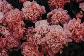 We have 58+ background pictures for you! 80 000 Best Pink Flowers Images 100 Royalty Free Photo Downloads Pexels Free Stock Photos
