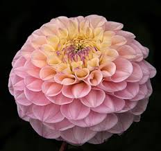 Image result for Dahlia sp. (cultivar)
