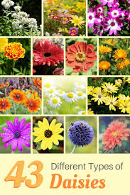 Pin On Flowers