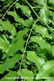 Image result for Pterocarpus indicus