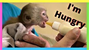 Little nala always wants toy friend when bathing in sink. Baby Monkey With Bottle Getting A Bath Peepsburgh