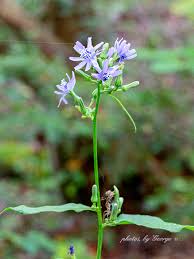 Image result for Lactuca ugandensis