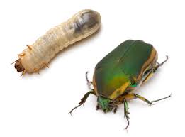 They are known for their clumsy flight patterns that often cause them to collide with windows. Interesting Facts About June Bugs Biology Wise