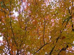 Maybe you would like to learn more about one of these? Fall Color In Trees