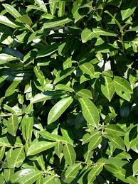 Kirschlorbeer Lorbeerkirsche Caucasica Prunus Laurocerasus Caucasica Baumschule Horstmann In 2020 Kirschlorbeer Garten Anpflanzen Bepflanzung