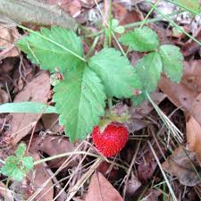 Image result for Duchesnea indica