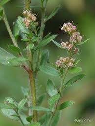 Image result for Megastachya mucronata