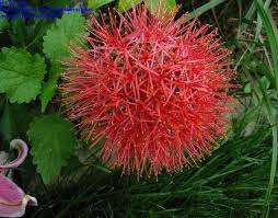 Image result for Scadoxus cinnabarinus
