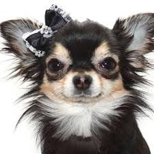 Black Apple Head Chihuahua Black Pearl And Lace Hair Bow For Small Dogs Cute Chihuahua Chihuahua Love Chihuahua Dogs