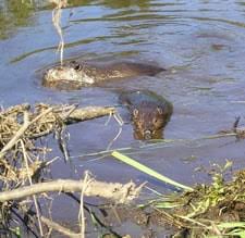 Now that you've learned how beavers build their dams, try your hand at building a dam of your own! Beaver Problem From Blocked Drain Beaver Solutions
