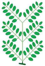 Reveals multiple potential sites of protein trafﬁ. The Difference Between A Simple And Compound Tree Leaf Tree Leaves Leaves Leaf Structure