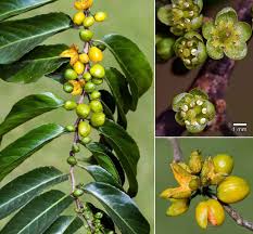 Image result for Casearia battiscombei