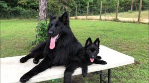 Gorgeous sable long haired german shepherd puppies litter of 7 (5 boys/2 girls), born 15/09/2020, currently 6 weeks old. Solid Black German Shepherd Puppy For Sale Youtube