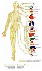 The primary function of the central nervous system is integration and coordination. Anatomy Of Central Nervous System Pdf