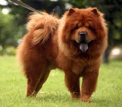 pin by linda ratliff on beautiful likeable things chow chow dogs dangerous dogs dog breeds