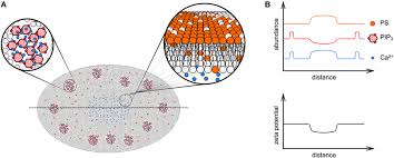 We did not find results for: Frontiers Introducing Membrane Charge And Membrane Potential To T Cell Signaling Immunology