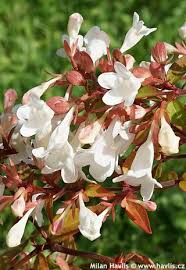 Image result for Craibia grandiflora