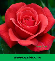 Pentru aceasta operatiune altoire, avem in vedere dezvelirea puietul portaltoi de maces la colet si. Trandafir Aida Magazin Agricol Gabico