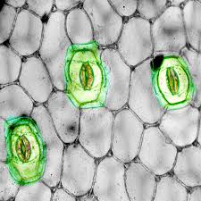 This layer is formed between the primary cell wall and plasma membrane in some plant cells. Stomatal Guard Cells And Subsidiary Cells Plant Stomata Encyclopedia