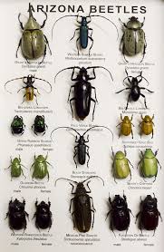Beetle Big Black Bug In House Science Arizona Beetles Collection