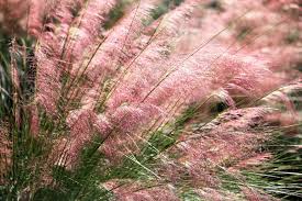 Wide selection of yucca, liriope and more. How To Grow Care For Pink Muhly Grass