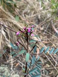 Image result for Indigofera hochstetteri